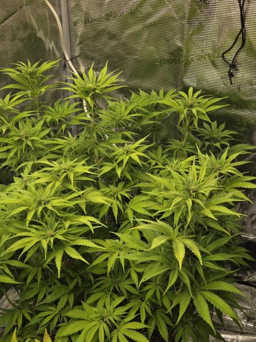 Blackberry auto × Hindu kush cros. Week 9