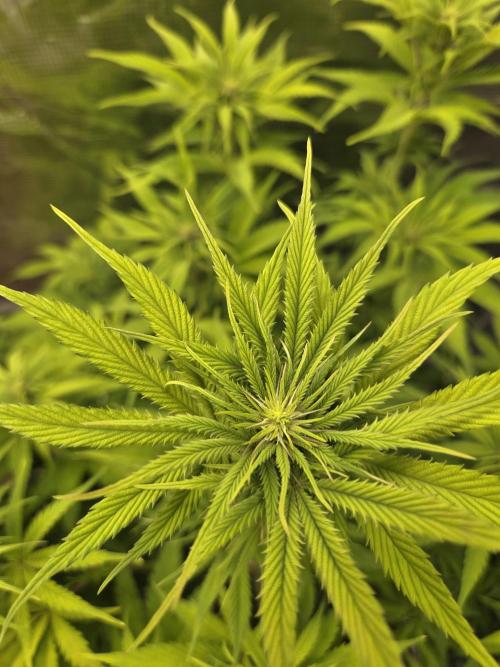 Blackberry auto × Hindu kush cros. Week 9