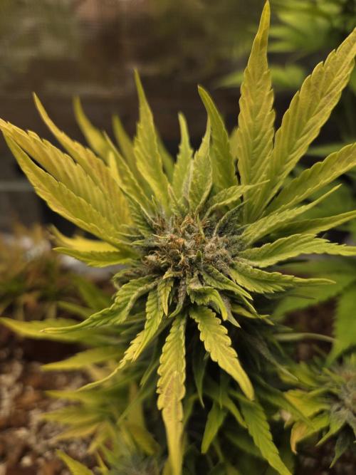 Blackberry auto. Week 8
