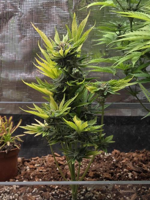 Blackberry auto. Week 8