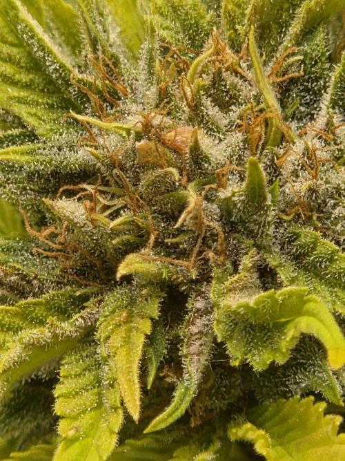 Blackberry auto. Week 8