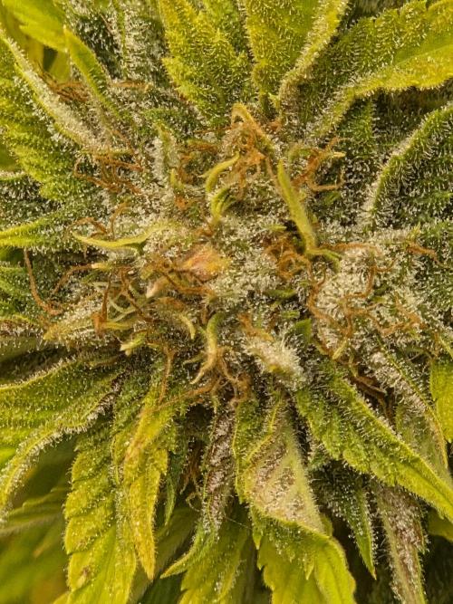 Blackberry auto. Week 8