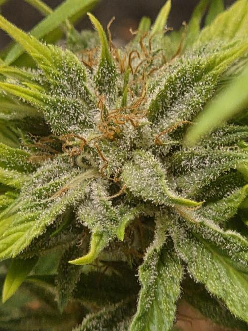 Blackberry auto. Week 8