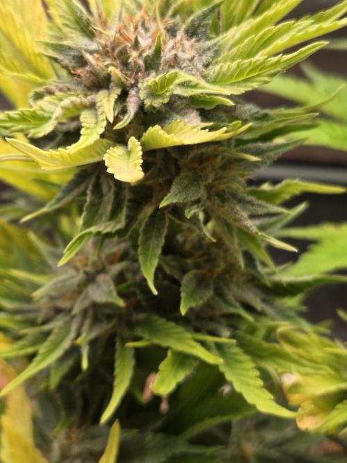 Blackberry auto. Week 8