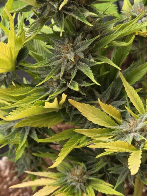 Blackberry auto. Week 8