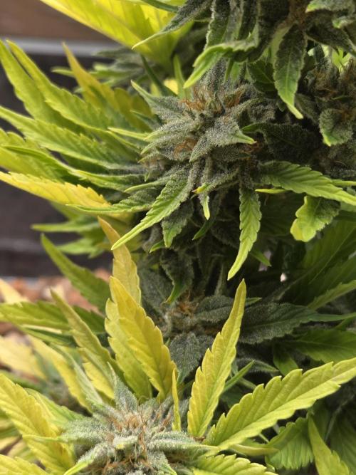 Blackberry auto. Week 8