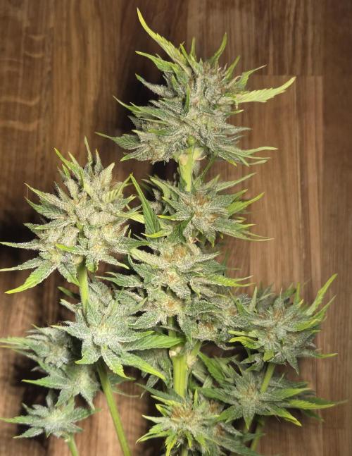 Blackberry auto. Week 9