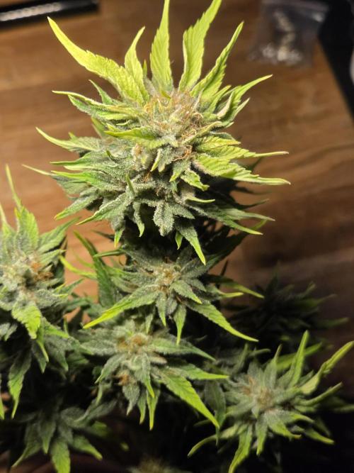 Blackberry auto. Week 9