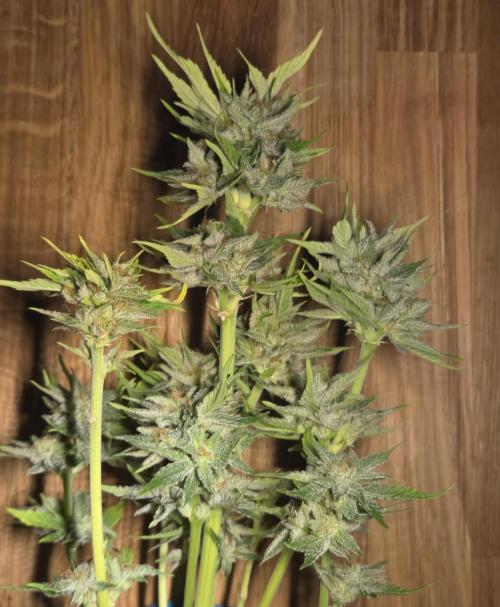 Blackberry auto. Week 9