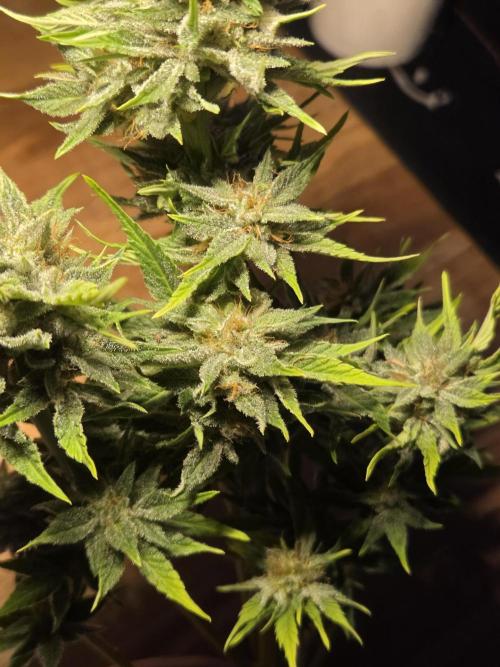 Blackberry auto. Week 9
