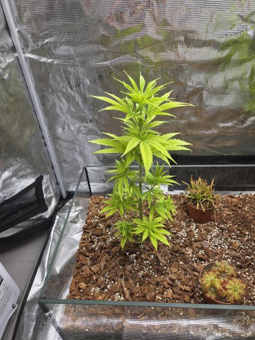 King's Juice fem. Week 7