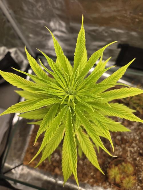 King's Juice fem. Week 7