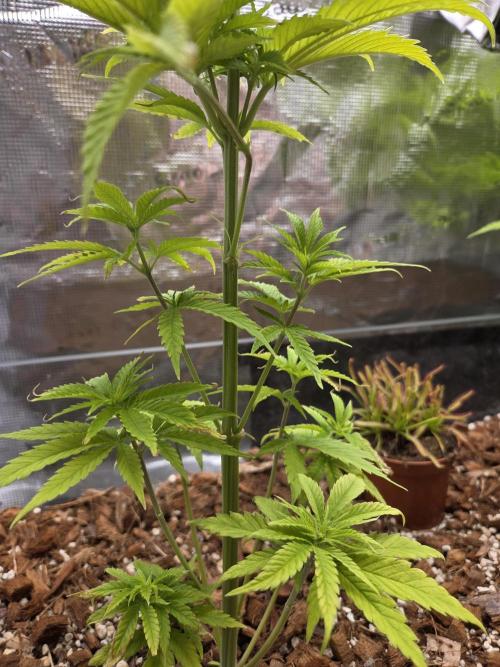 King's Juice fem. Week 7