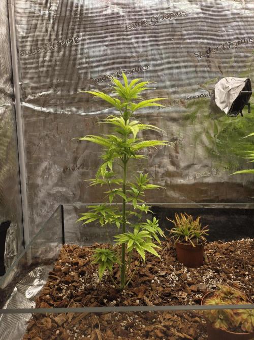 Kings Juice. Week 7