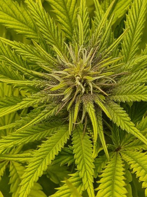 Blackberry auto × Hindu kush cros. Week 10