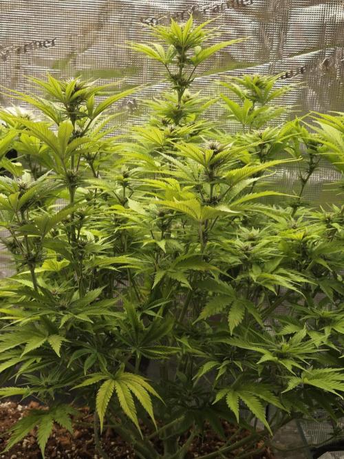 Blackberry auto × Hindu kush cros. Week 10