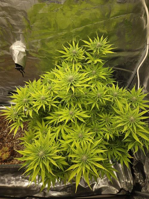 Blackberry auto × Hindu kush cros. Week 10