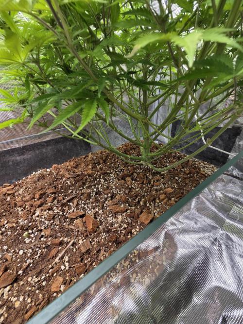 Blackberry auto × Hindu kush cros. Week 10