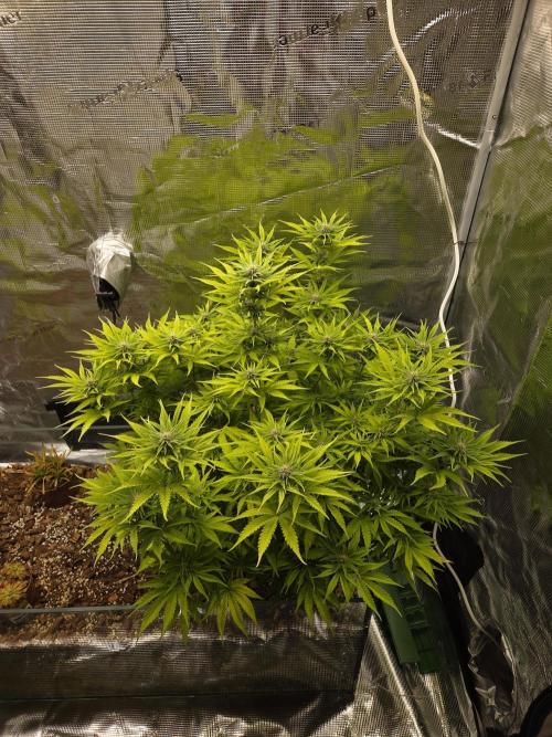 Blackberry auto × Hindu kush cros. Week 10