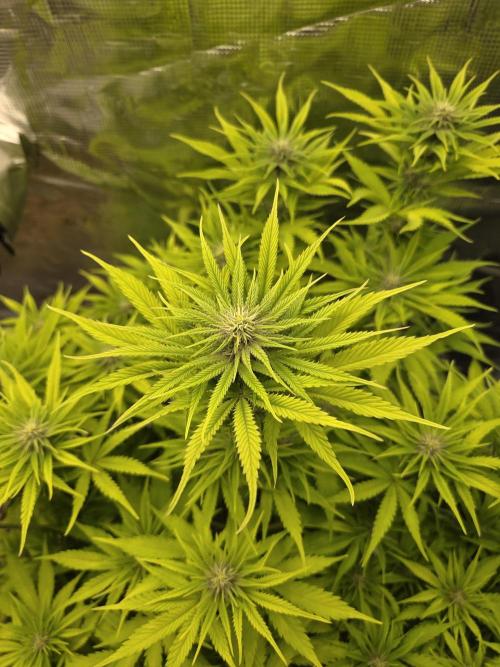 Blackberry auto × Hindu kush cros. Week 10