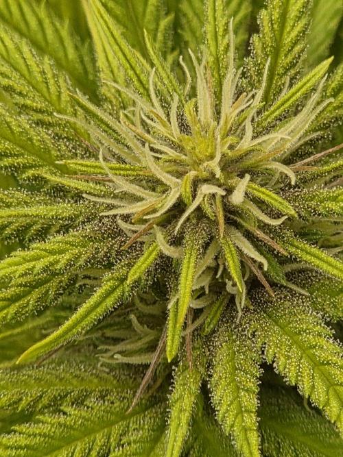 Blackberry auto × Hindu kush cros. Week 10