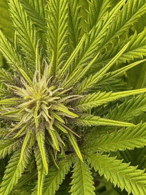 Blackberry auto × Hindu kush cros. Week 10