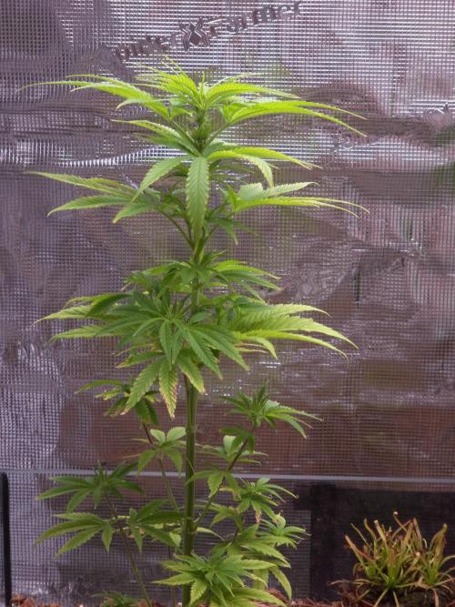 King's Juice fem. Week 8