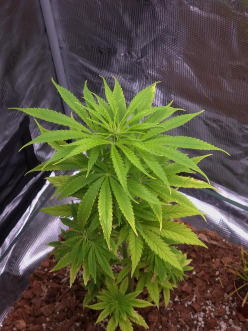 King's Juice fem. Week 8