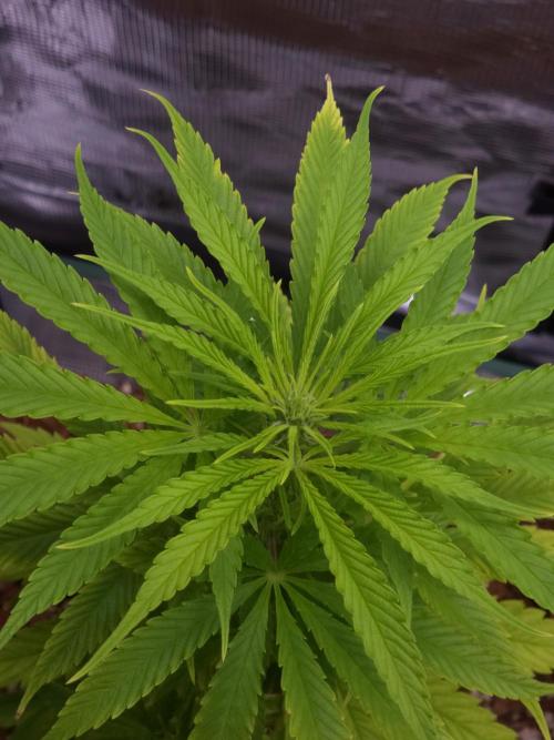 King's Juice fem. Week 8