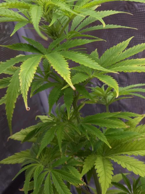 Kings Juice. Week 8
