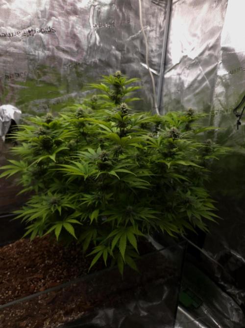 Blackberry auto × Hindu kush cros. Week 11