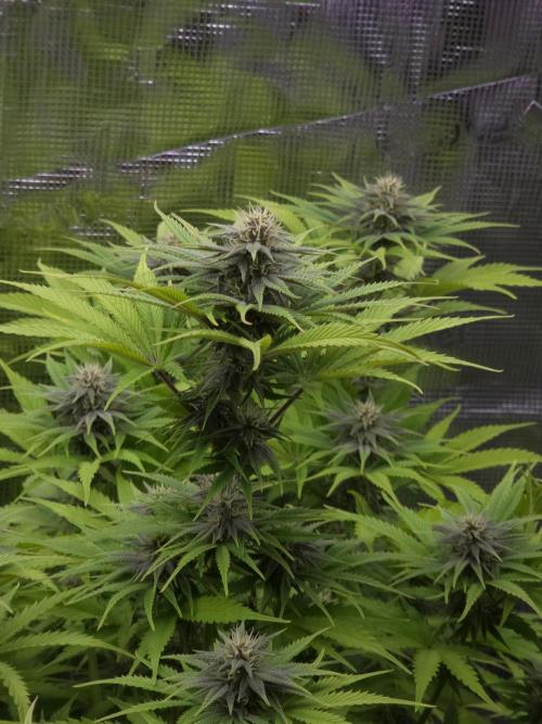Blackberry auto × Hindu kush cros. Week 11