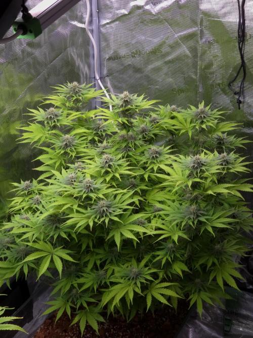 Blackberry auto × Hindu kush cros. Week 11