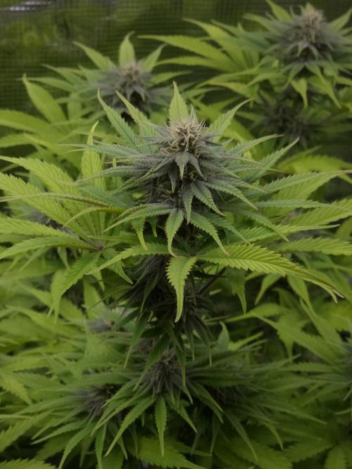 Blackberry auto × Hindu kush cros. Week 11