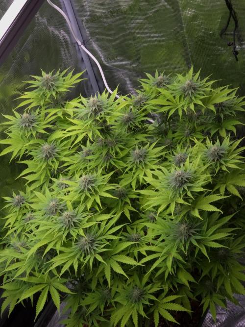 Blackberry auto × Hindu kush cros. Week 11