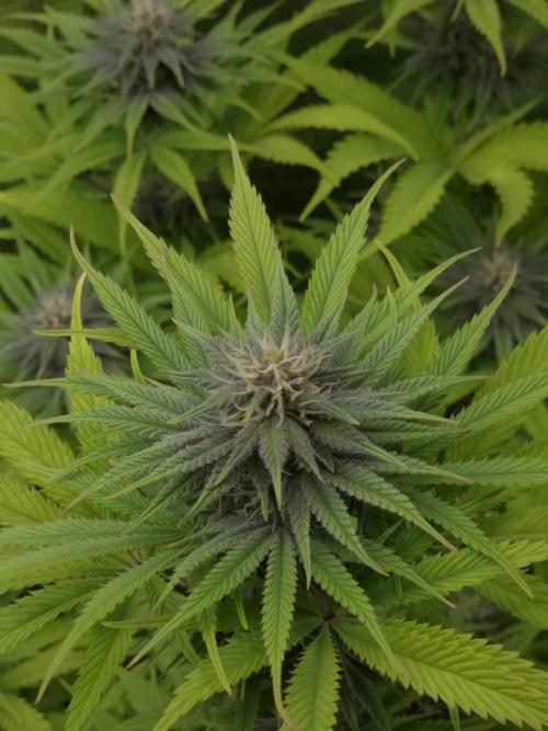 Blackberry auto × Hindu kush cros. Week 11