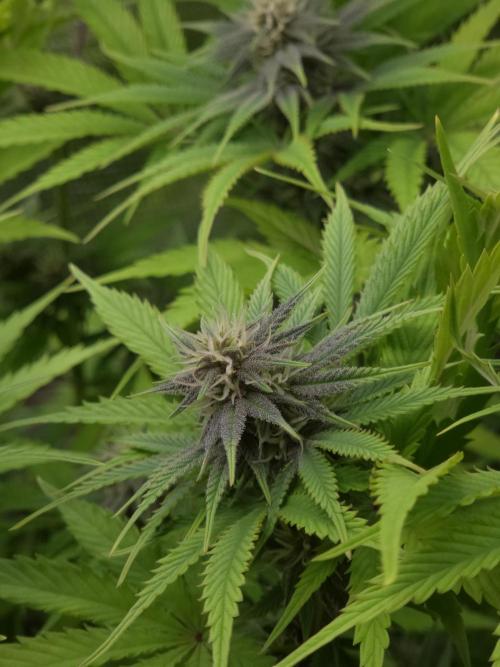 Blackberry auto × Hindu kush cros. Week 11