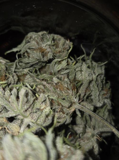 Blackberry auto. Week 9