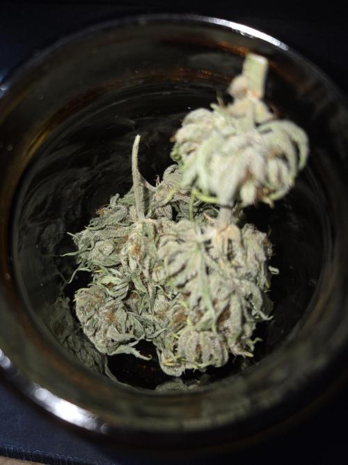 Blackberry auto. Week 9
