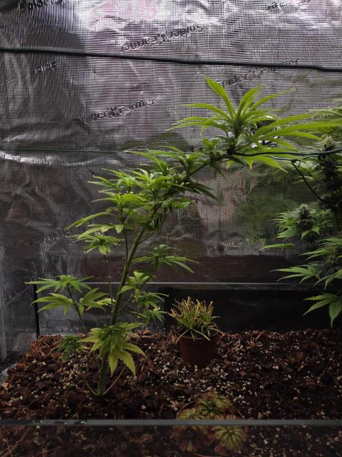King's Juice fem. Week 9