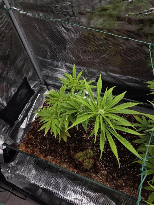 King's Juice fem. Week 9