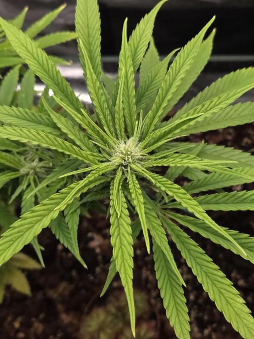 Kings Juice. Week 9