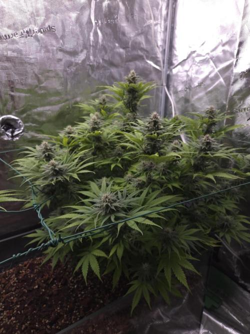 Blackberry auto × Hindu kush cros. Week 12