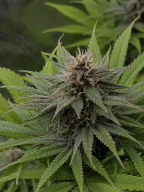 Blackberry auto × Hindu kush cros. Week 12