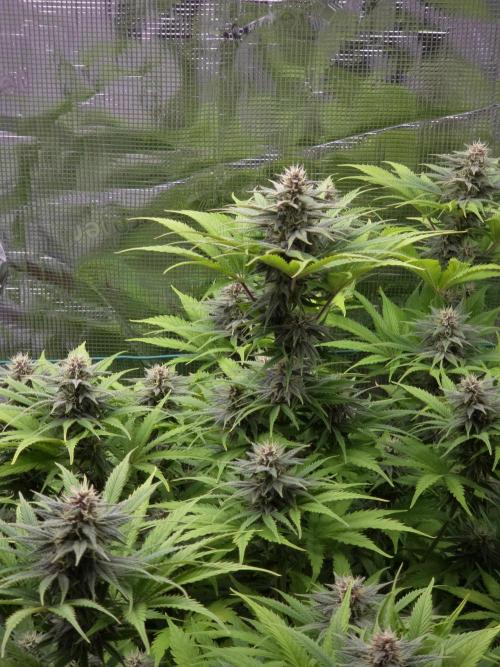 Blackberry auto × Hindu kush cros. Week 12