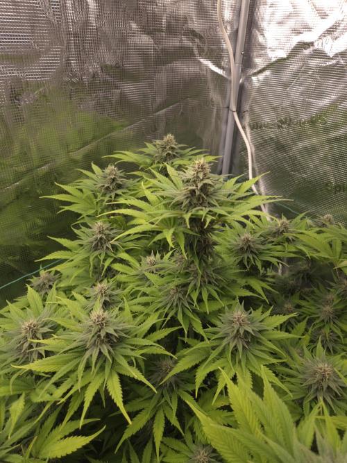 Blackberry auto × Hindu kush cros. Week 12