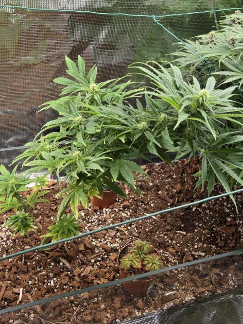 King's Juice fem. Week 10