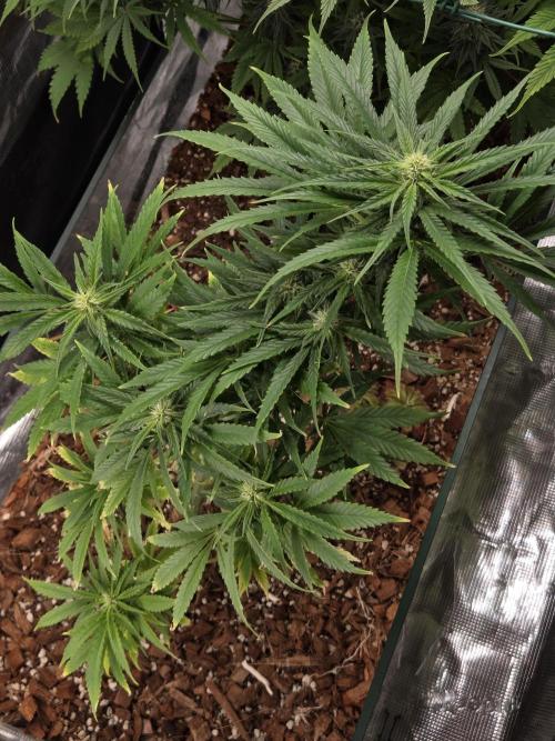 King's Juice fem. Week 10
