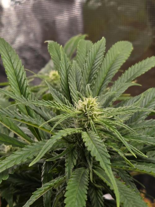 King's Juice fem. Week 10