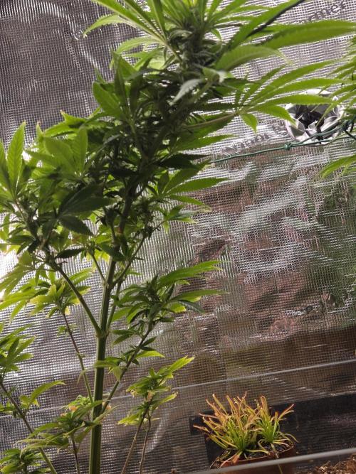 Kings Juice. Week 10